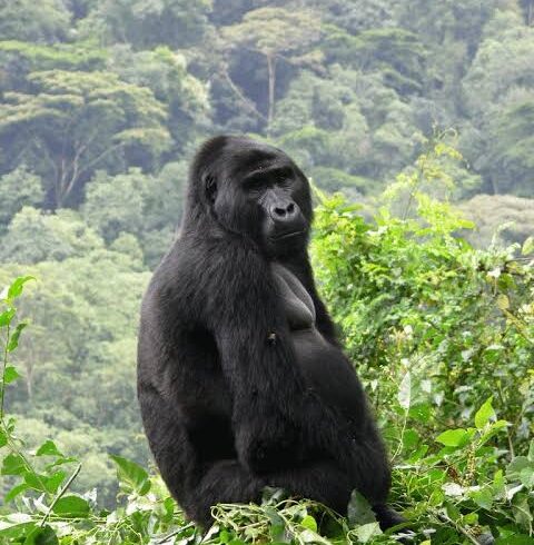 Bwindi & Big Five