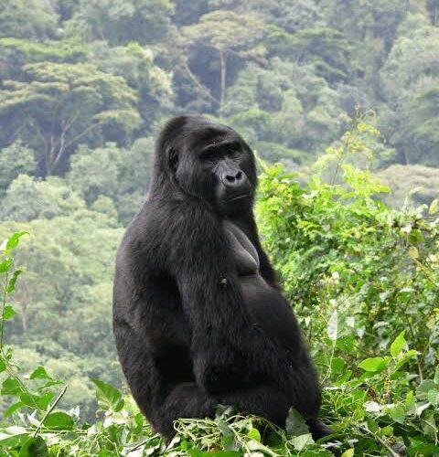 Bwindi & Big Five