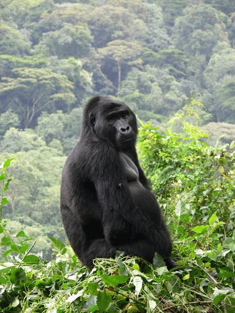 Bwindi & Big Five