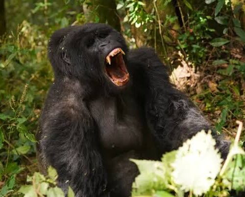 Rushaga Gorilla Habituation