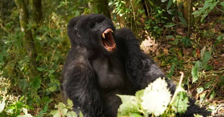 Rushaga Gorilla Habituation