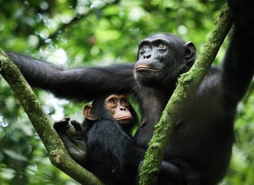 Kibale Chimpanzee trekking
