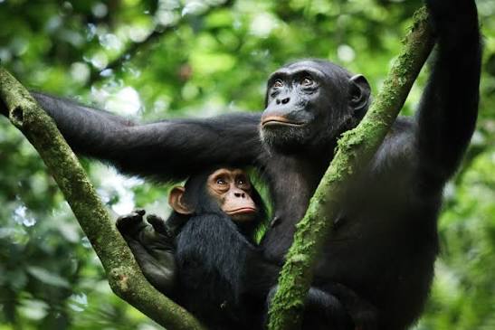 Kibale Chimpanzee trekking