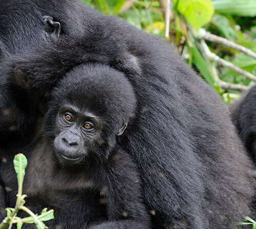 3 Day Mgahinga National Park