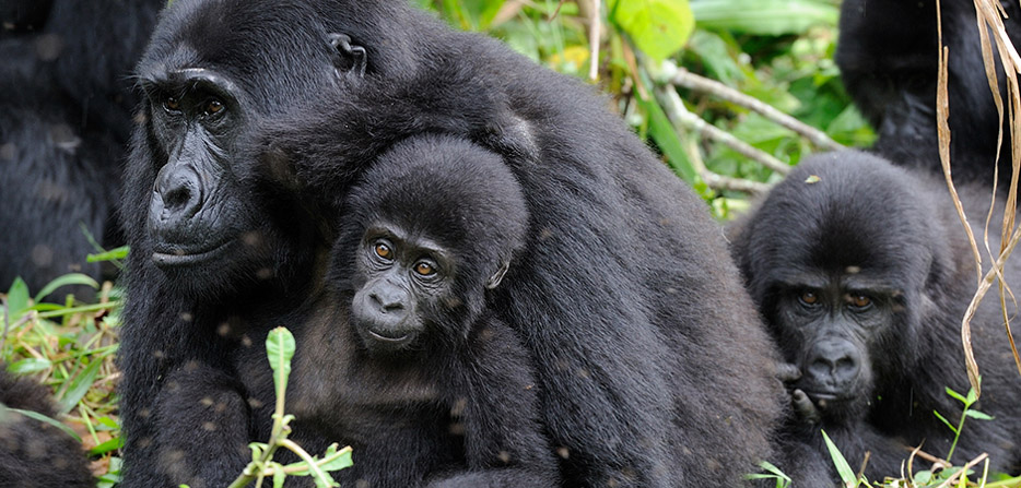 3 Day Mgahinga National Park