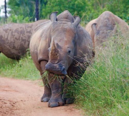 Zziwa Rhino Sanctuary