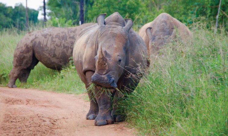 Zziwa Rhino Sanctuary