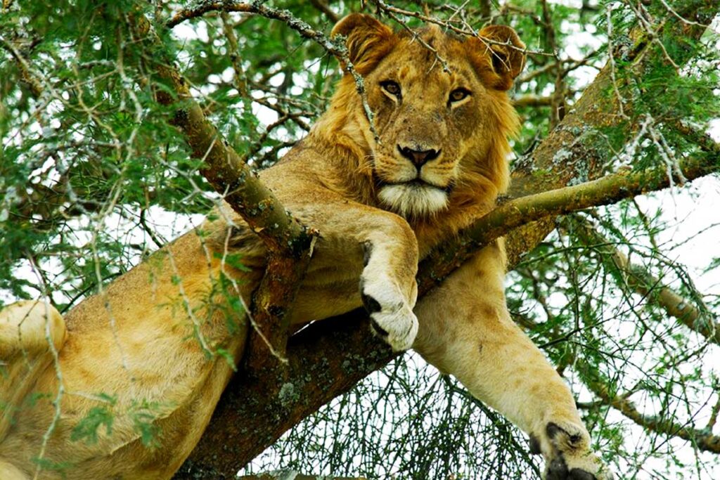 Queen Elizabeth National Park Safaris