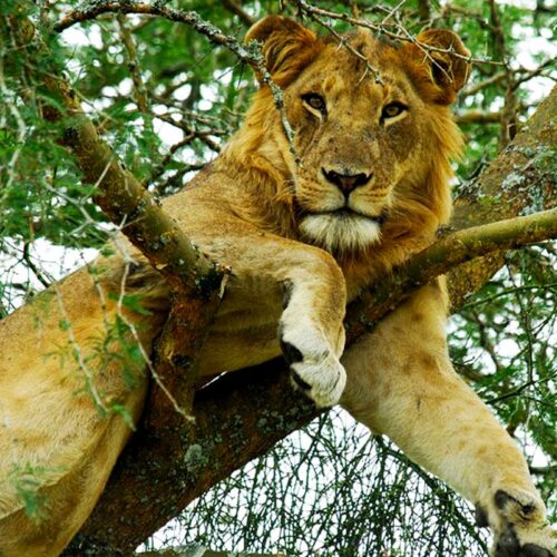 Queen Elizabeth National Park Safaris