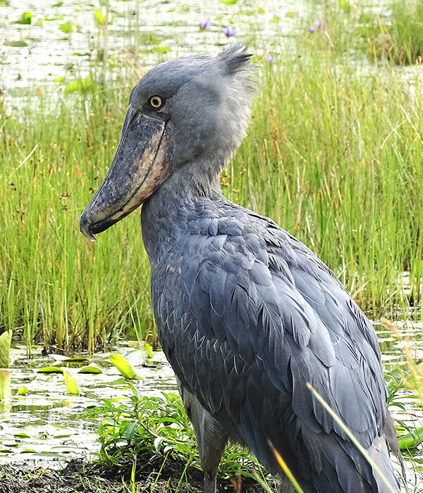 Bird Watching Safaris