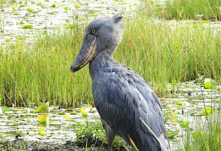 Bird Watching Safaris