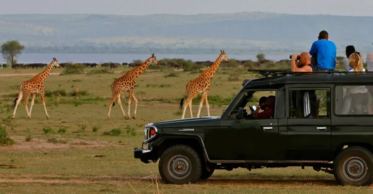 Game Drives