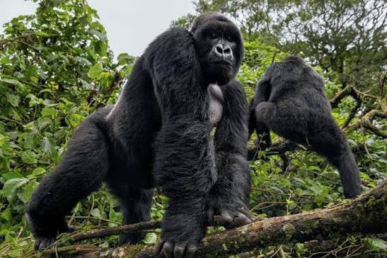 Gorilla Trekking Rules in Uganda